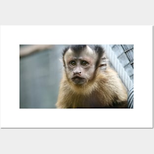 Capuchin Monkey Posters and Art